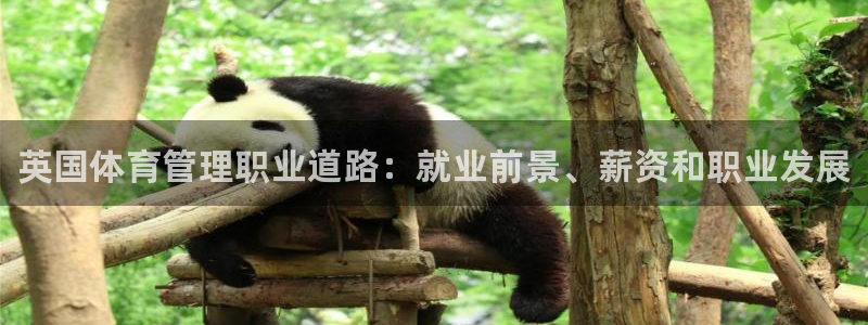 必一体育下载登入：英国体育管理职业道路：就业前景、薪资和职业